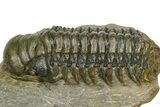 Detailed Crotalocephalina Trilobite - Atchana, Morocco #372403-1
